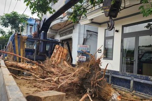 Nguyên nhân hàng chục cây xanh ở Huế bị cưa hạ giữa mùa nắng nóng