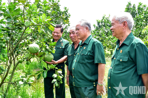 Bản lĩnh cựu chiến binh Tây Ninh trên 'mặt trận' kinh tế