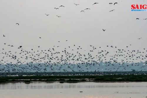 Nhiều loài chim quý về Vườn quốc gia Tràm Chim trú ngụ, kiếm ăn