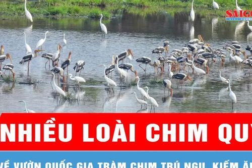 Nhiều loài chim quý về Vườn quốc gia Tràm Chim trú ngụ, kiếm ăn