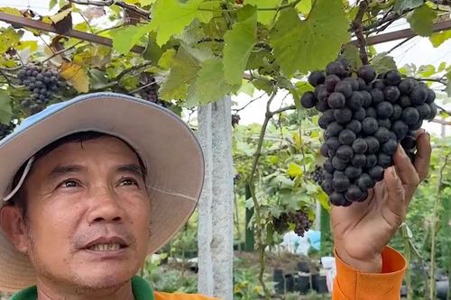 Khám phá vườn nho trĩu quả ở làng hoa Sa Đéc