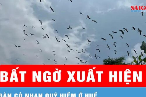 Xuất hiện đàn cò nhạn quý hiếm ở Huế