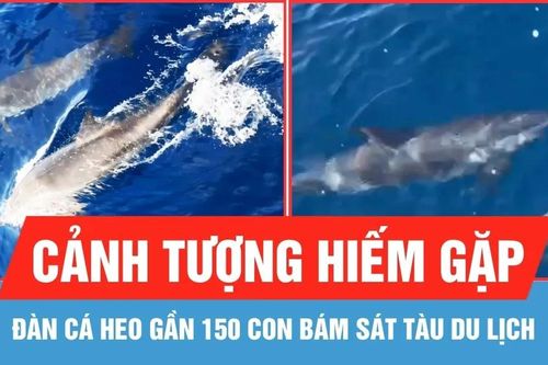 Đàn cá heo gần 150 con bám sát tàu du lịch ở biển Hòn Khô - Nhơn Hải