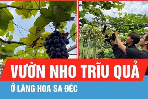 Khám phá vườn nho trĩu quả ở làng hoa Sa Đéc