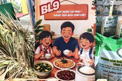Gạo BL9 ở Cà Mau đạt danh hiệu gạo ngon nhất Đồng bằng sông Cửu Long