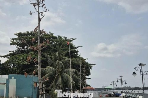 Cây xanh ven kè sông Đồng Nai chết khô bất thường