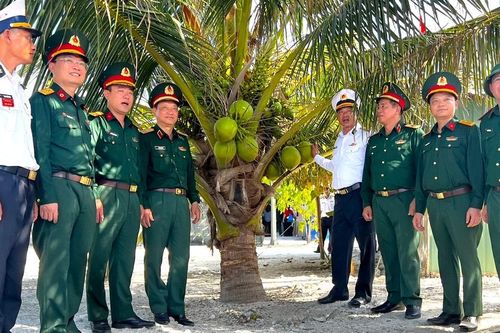 Dừa cho quả ngọt giữa nắng gió Trường Sa