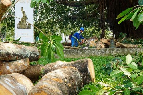 Nhánh đa di sản bất ngờ gãy đổ, hàng chục người thoát chết trong gang tấc