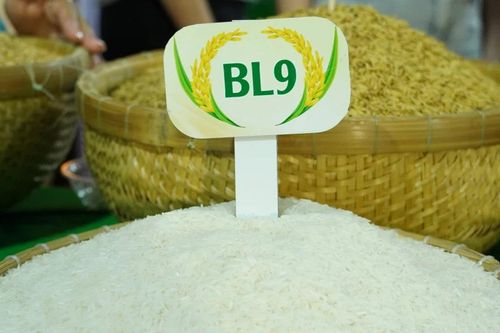 Lộ diện loại gạo ngon nhất Đồng bằng sông Cửu Long