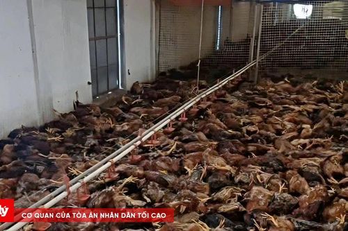 Sự cố hi hữu khiến hơn 5.000 con gà chết ngạt