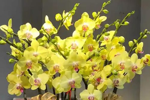 4 cây phong thủy hợp người mệnh Thổ, giúp vững vàng và thu hút tài lộc