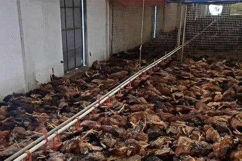 5.000 con gà chết ngạt do sự cố chập điện tại trang trại