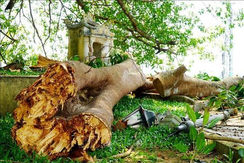 Hàng chục người 'thoát chết' khi nhánh đa cổ thụ gãy đổ