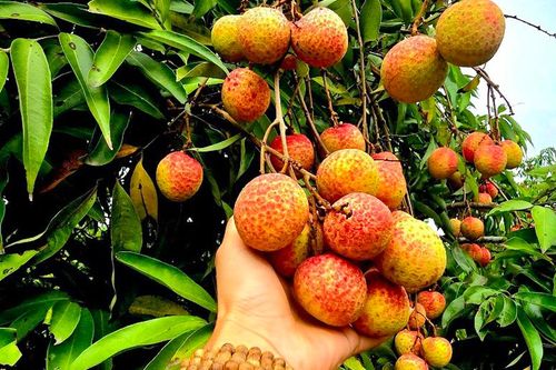 Hải Phòng: Vải u trứng chín sớm giá cao gấp đôi vải thiều chính phụ