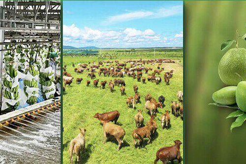 HNG đặt mục tiêu có lãi trở lại, cần 3 - 4 năm xóa lỗ lũy kế, dự kiến bán 20% vốn cho đối tác chiến lược