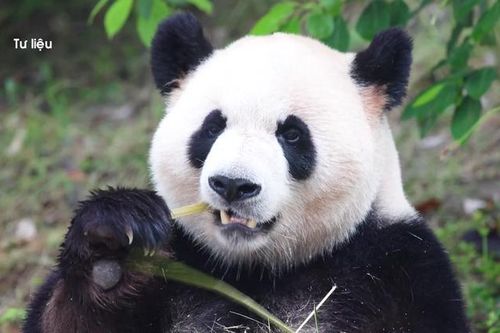Trung Quốc gửi cặp gấu trúc mới đến Mỹ