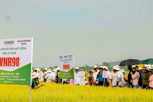 VNR98 - giống lúa triển vọng, thích ứng biến đổi khí hậu