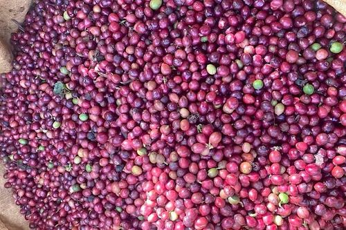 Giá cà phê quay đầu giảm mạnh 1.200-1.300 đồng/kg