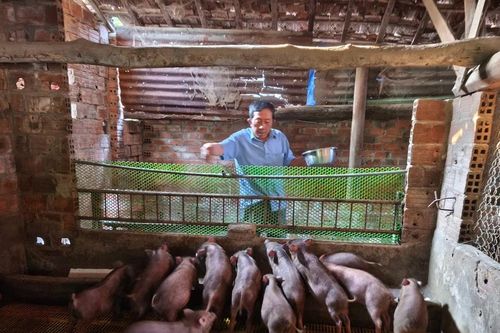 Hiệu quả kinh tế từ mô hình nuôi heo đen lai theo hướng tự nhiên