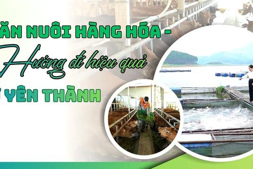 Chăn nuôi hàng hóa - hướng đi hiệu quả ở Yên Thành