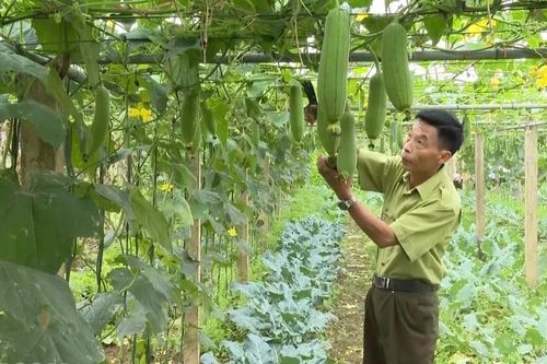 Phát triển mô hình trồng rau hữu cơ vì sức khỏe cộng đồng