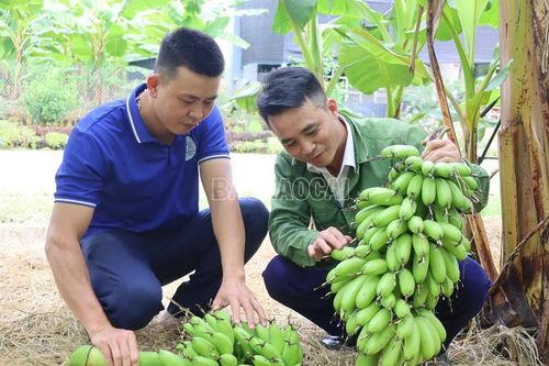 Chuyển đổi cây trồng, nâng cao giá trị nông nghiệp