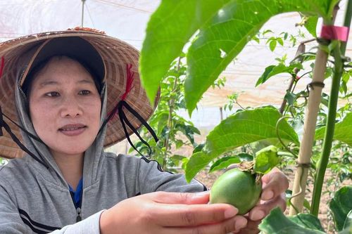 Nguồn vốn Nghị quyết số 71 'hồi sinh' những cánh đồng sau lũ