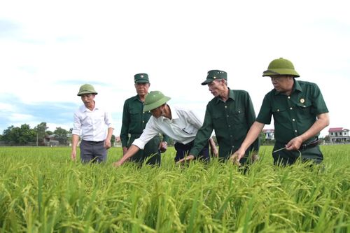 Khi 'thủ lĩnh' hợp tác xã là cựu chiến binh