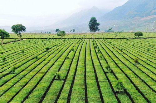 Phát triển nông nghiệp xanh gắn với lợi thế bản địa và dược liệu