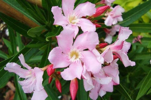 Những loại cây cảnh quen thuộc nhưng tiềm ẩn nguy hiểm với trẻ nhỏ