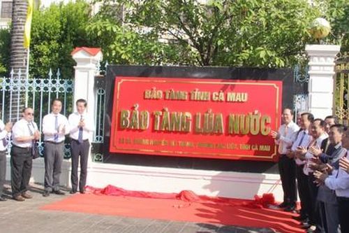 Cà Mau: Thành lập Bảo tàng lúa nước tiến tới hình thành 'con đường di sản'