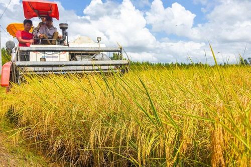 Chuyển đổi số và liên kết chuỗi: 'Chìa khóa kép' để nâng tầm hạt gạo Cà Mau