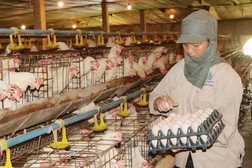 Tái cấu trúc ngành chăn nuôi: Gỡ 'nút thắt' phụ thuộc để tăng sức cạnh tranh