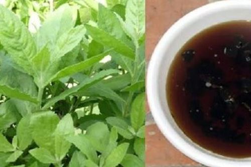 Cách dùng cây cúc tần trị sỏi thận an toàn, hiệu quả, được nhiều người áp dụng