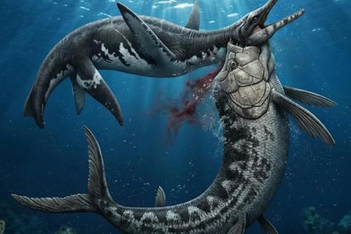 Mỹ: Xà đầu long 80 triệu tuổi lộ diện với 'vật lạ' trong cổ