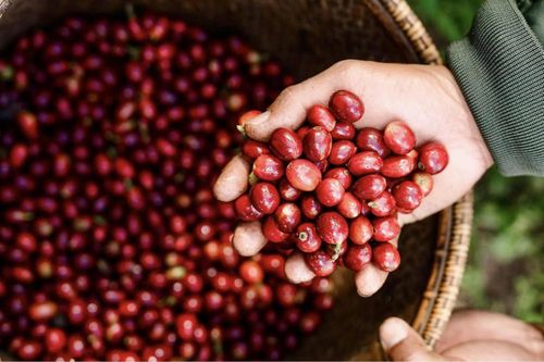 Điều kỳ diệu bên trong quả cà phê