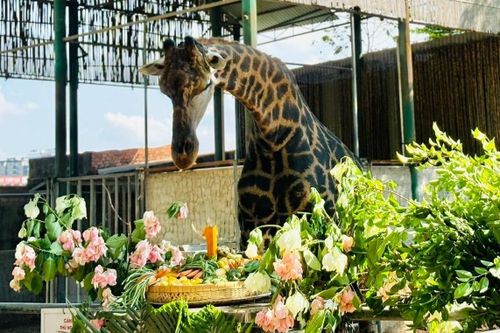 Thảo Cầm Viên làm 'đám cưới' cho hươu cao cổ Thảo Em dịp 30/4