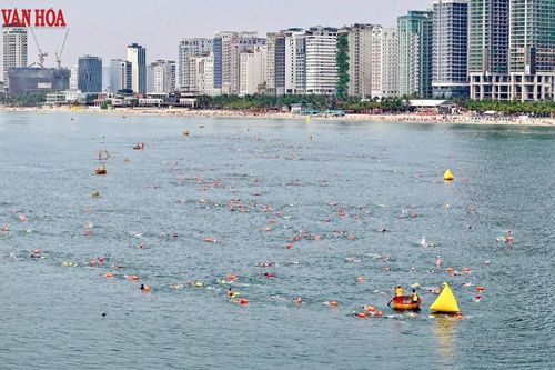 Gần 500 VĐV tranh tài Giải bơi biển 'Vượt sóng mùa hè' Đà Nẵng 2026