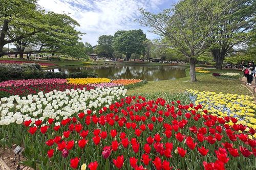 Sắc hoa rực rỡ nhuộm thắm mùa xuân tại Công viên Showa Kinen