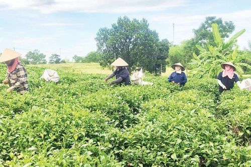 Sản xuất cây công nghiệp theo hướng gia tăng giá trị