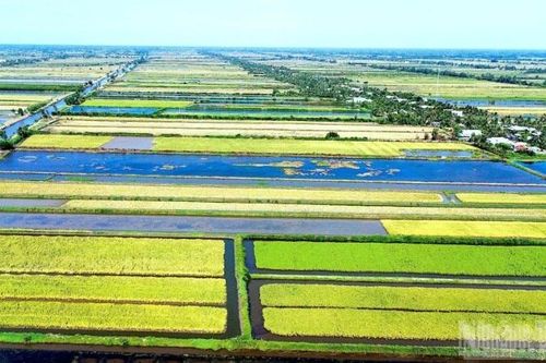 Định vị 'hạt ngọc' lúa-tôm, bước chuyển chiến lược của nông nghiệp Cà Mau