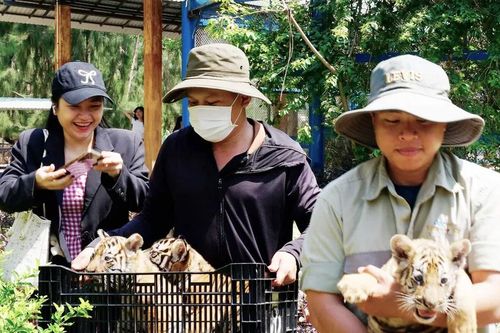 Cận cảnh 3 chú hổ Bengal mới sinh ở vườn thú Safari Quy Nhơn