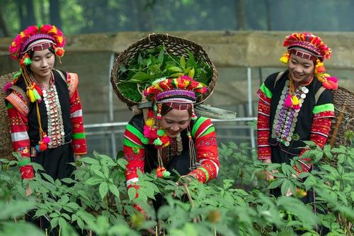 Lai Châu định hướng phát triển thành trung tâm dược liệu, riêng sâm có hơn 3.000 ha