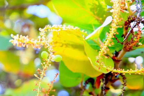 Tận thấy dư vị nho biển ở Trường Sa