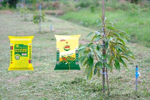 Làm chủ kỹ thuật canh tác sầu riêng: 'Chìa khóa' nâng tầm giá trị nông sản Việt