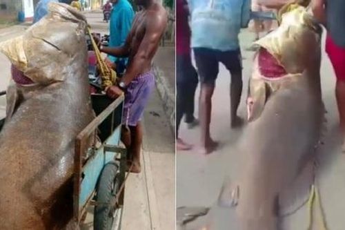 Người đàn ông bắt được con cá mú khổng lồ nặng 250kg trên biển