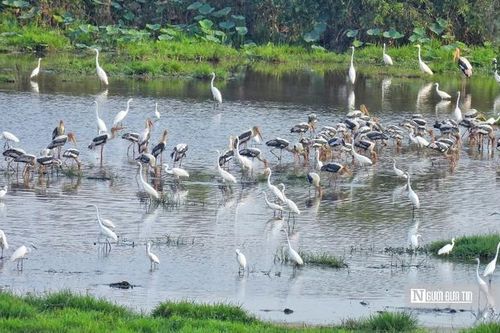 Tràm Chim 'hồi sinh', hàng nghìn cánh chim trở lại