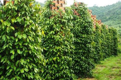 Giá nông sản hôm nay (27/4): Giá cà phê tăng mạnh, hồ tiêu biến động nhẹ