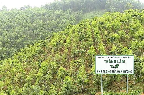 Cây đàn hương - Hướng làm giàu mới cho người dân vùng hồ Thác Bà