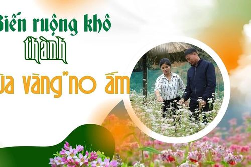 Biến ruộng khô thành 'mùa vàng' no ấm